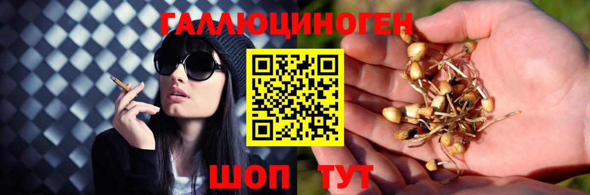 Псилоцибиновые грибы Cubensis Саранск